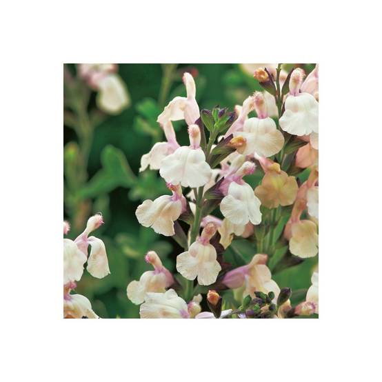 Salvia jamensis 'Melen' - Sauge arbustive - Image 1