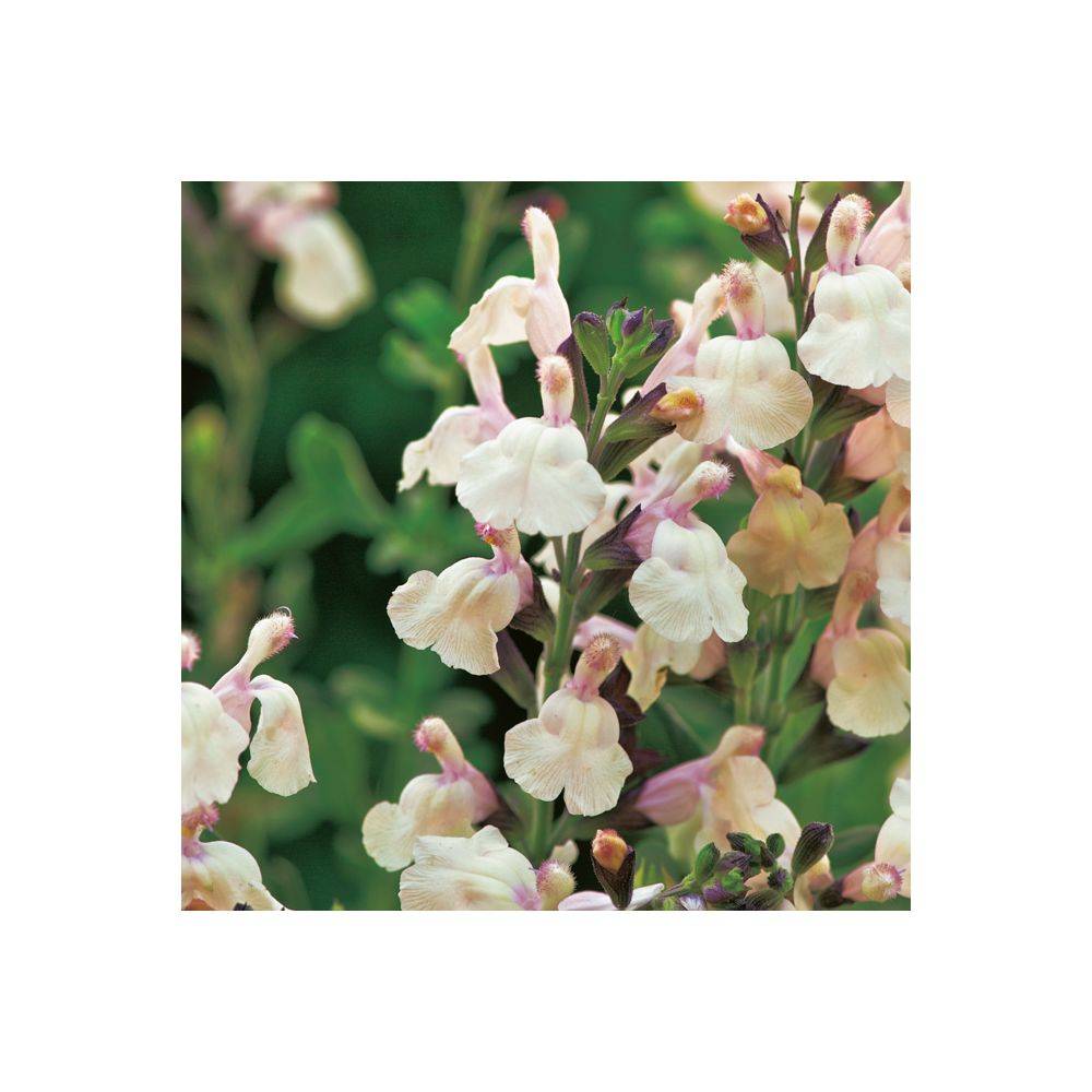Salvia jamensis 'Melen' - Sauge arbustive