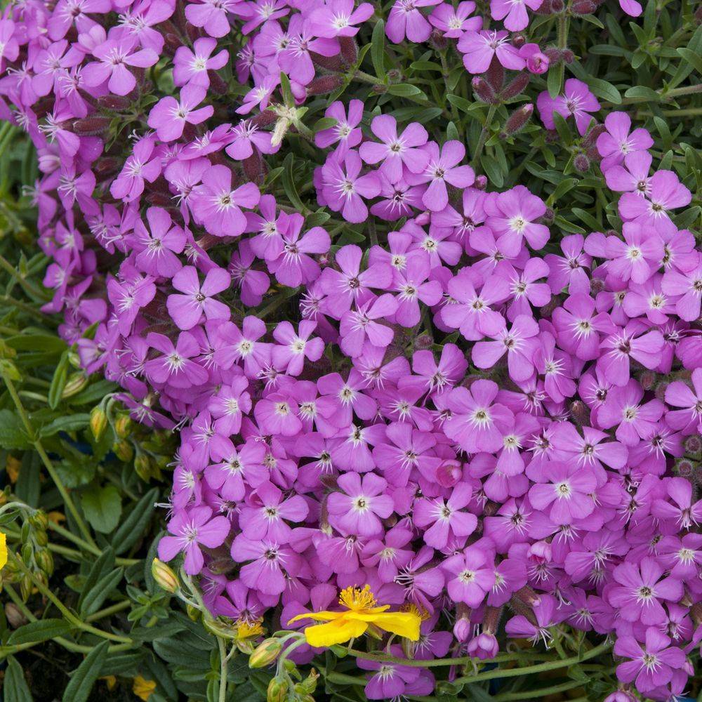Saponaria 'Bressingham' - Saponaire - Image 1