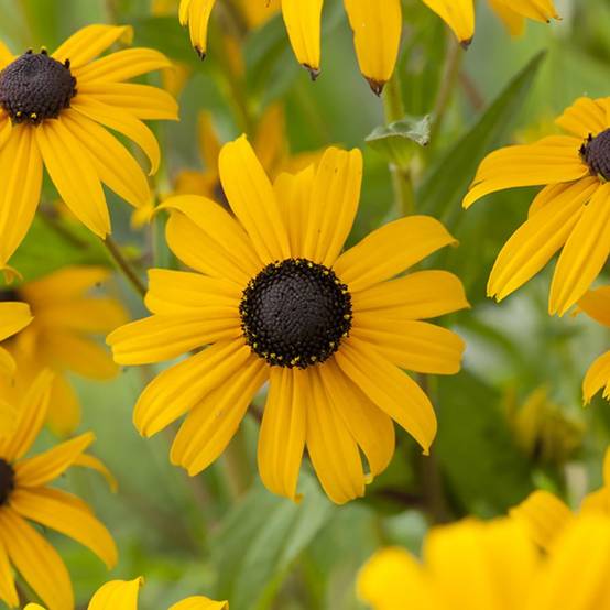 Rudbeckia fulgida 'Goldsturm' - Image 1