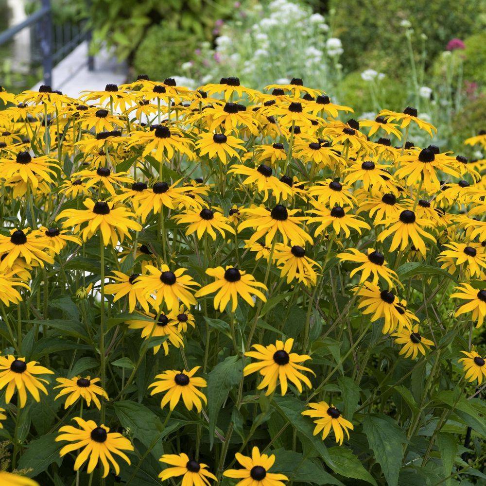Rudbeckia fulgida 'Goldsturm' - Image 5