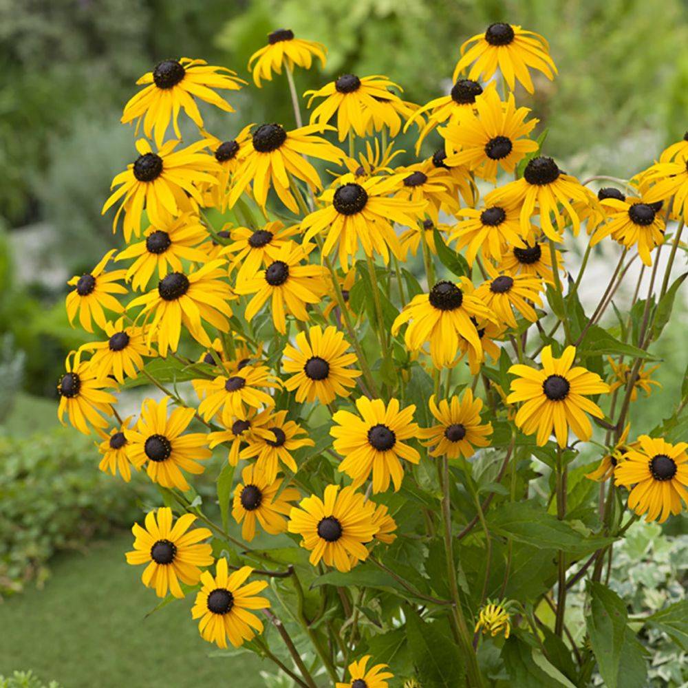 Rudbeckia fulgida 'Goldsturm' - Image 8