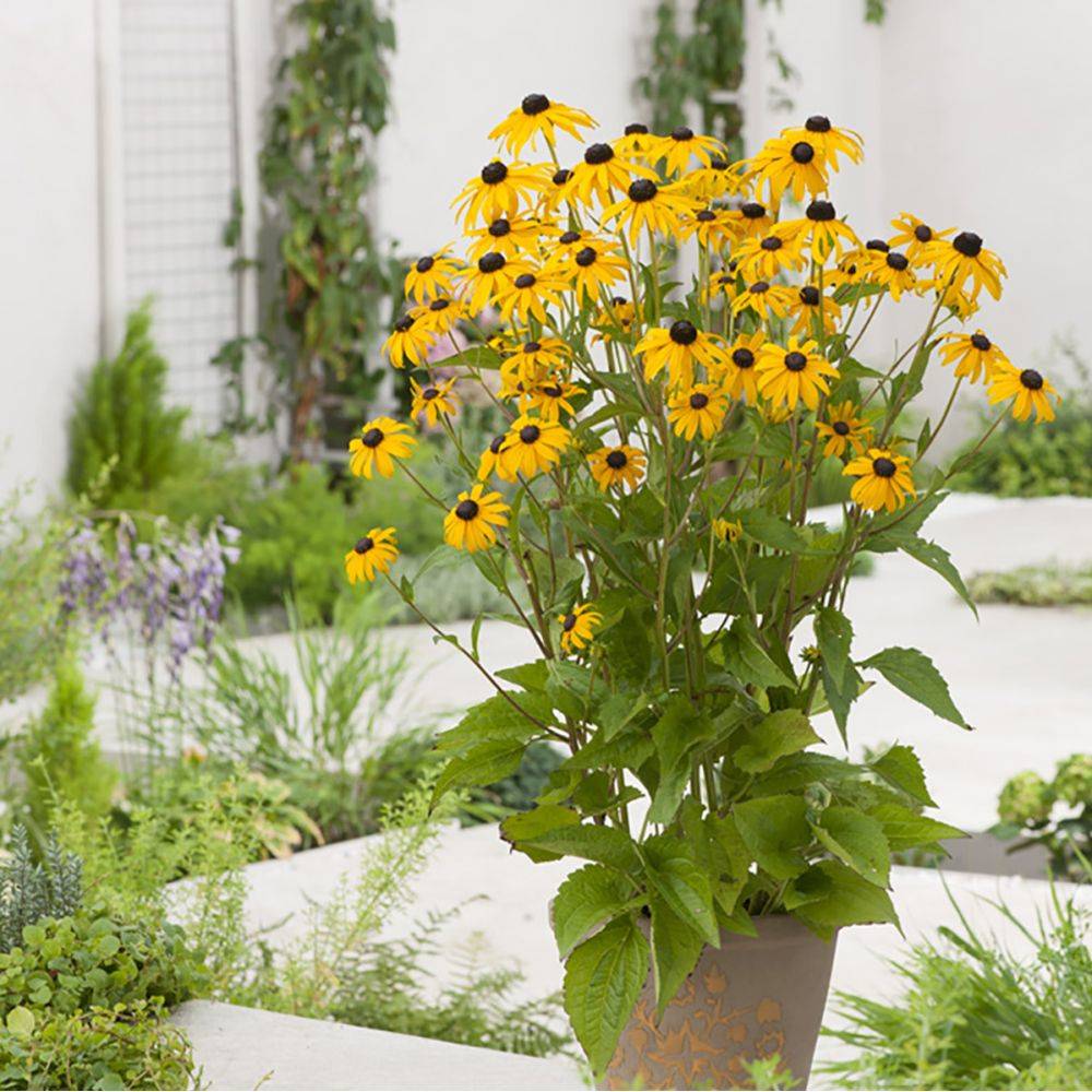 Rudbeckia fulgida 'Goldsturm' - Image 6
