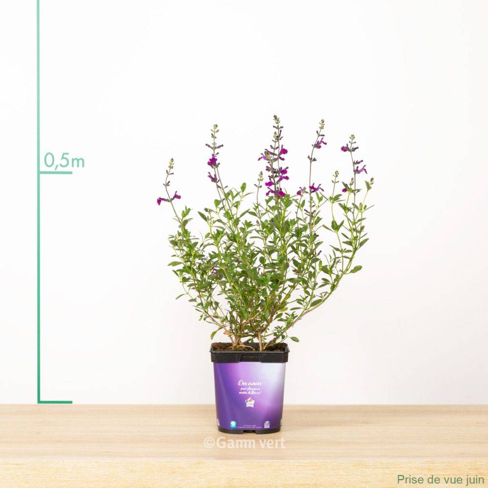 Salvia jamensis 'Violette de Loire' - Sauge arbustive - Image 4