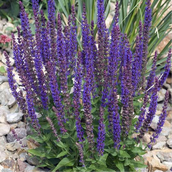 Salvia nemorosa 'Blaukonigin' - Sauge - Image 1