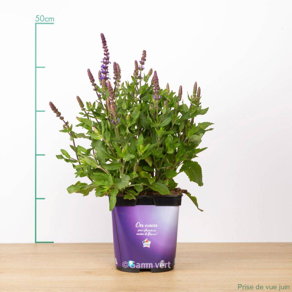 Salvia nemorosa 'Blaukonigin' - Sauge - Image 3