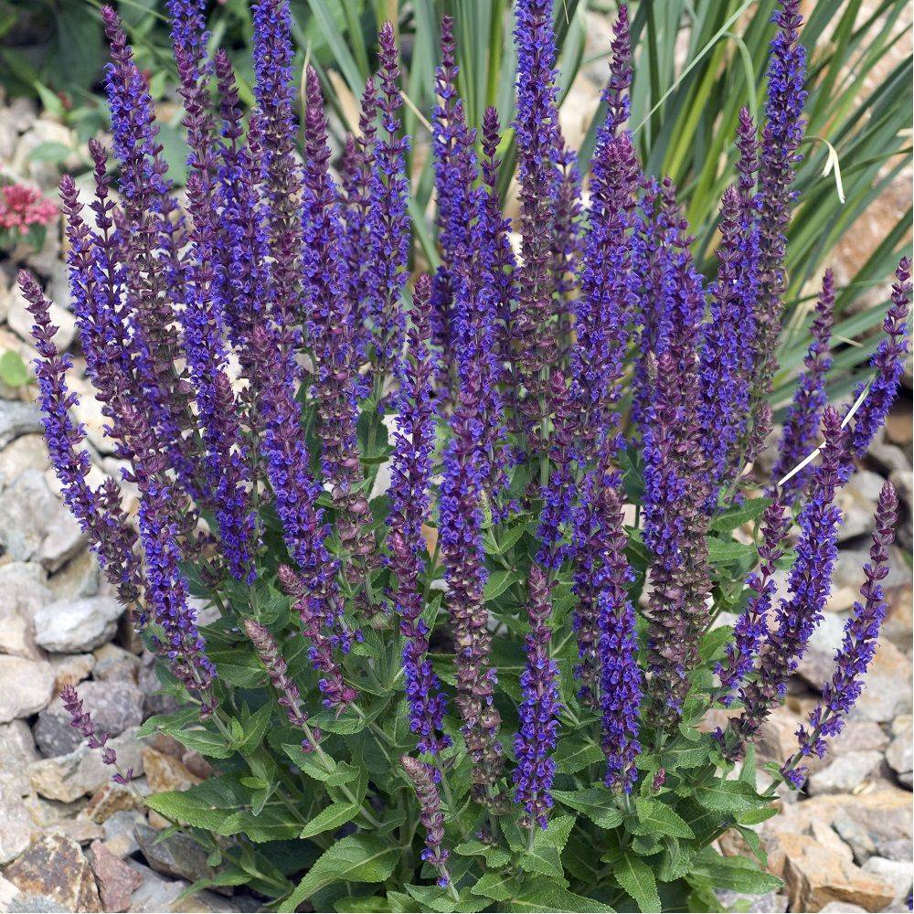 Salvia nemorosa 'Blaukonigin' - Sauge - Image 5