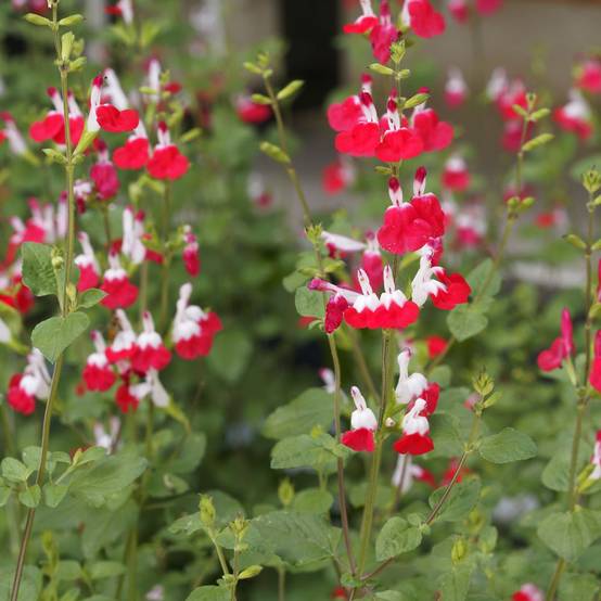 Salvia microphylla 'Hot Lips' - Sauge arbustive - Image 5