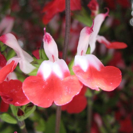 Salvia microphylla 'Hot Lips' - Sauge arbustive - Image 6