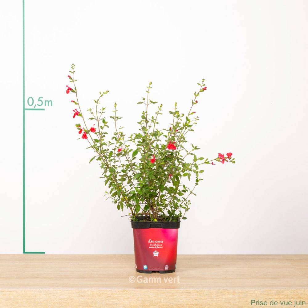 Salvia microphylla 'Hot Lips' - Sauge arbustive - Image 4