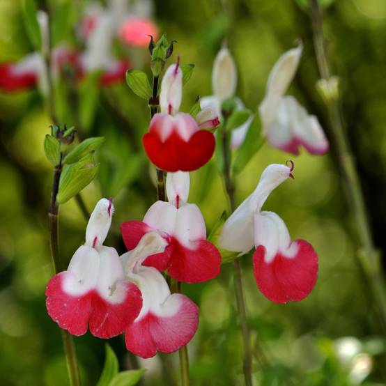 Salvia microphylla 'Hot Lips' - Sauge arbustive - Image 9