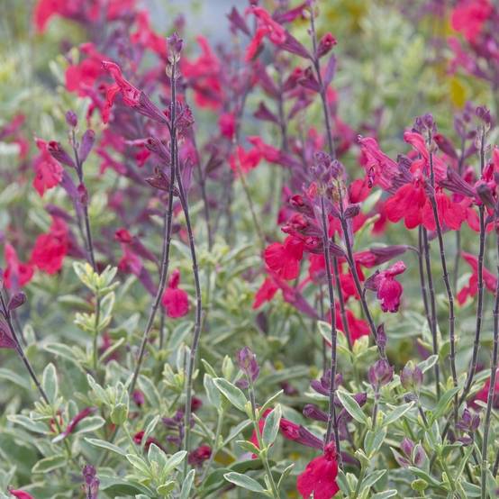 Salvia microphylla 'Desert Blaze' - Sauge arbustive - Image 1