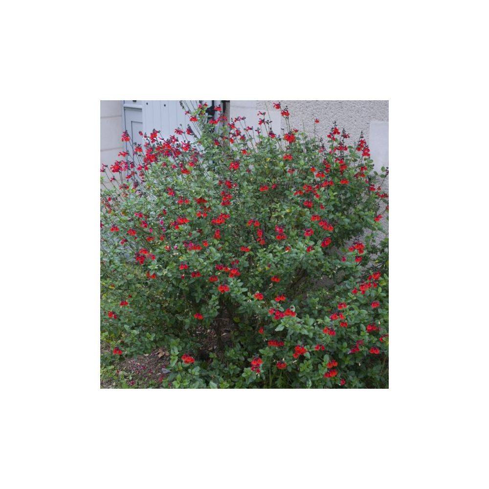 Salvia microphylla 'Royal Bumble' - Sauge arbustive - Image 3