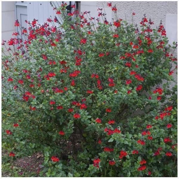 Salvia microphylla 'Royal Bumble' - Sauge arbustive - Image 6