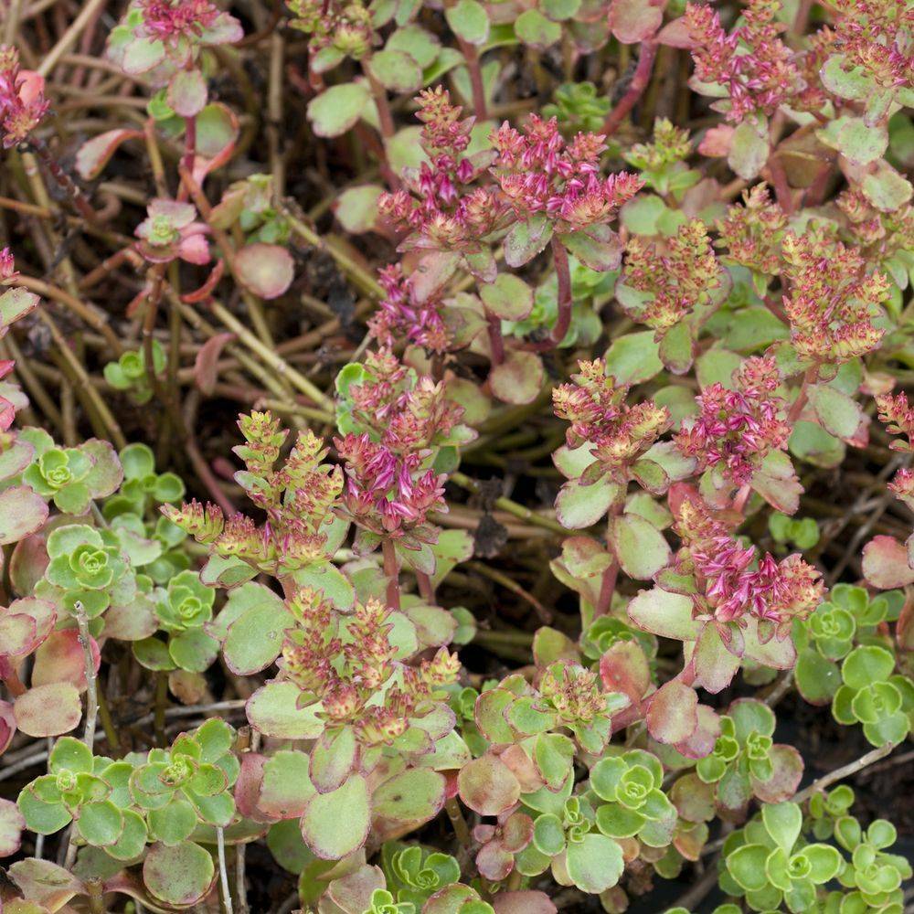 Sedum spurium