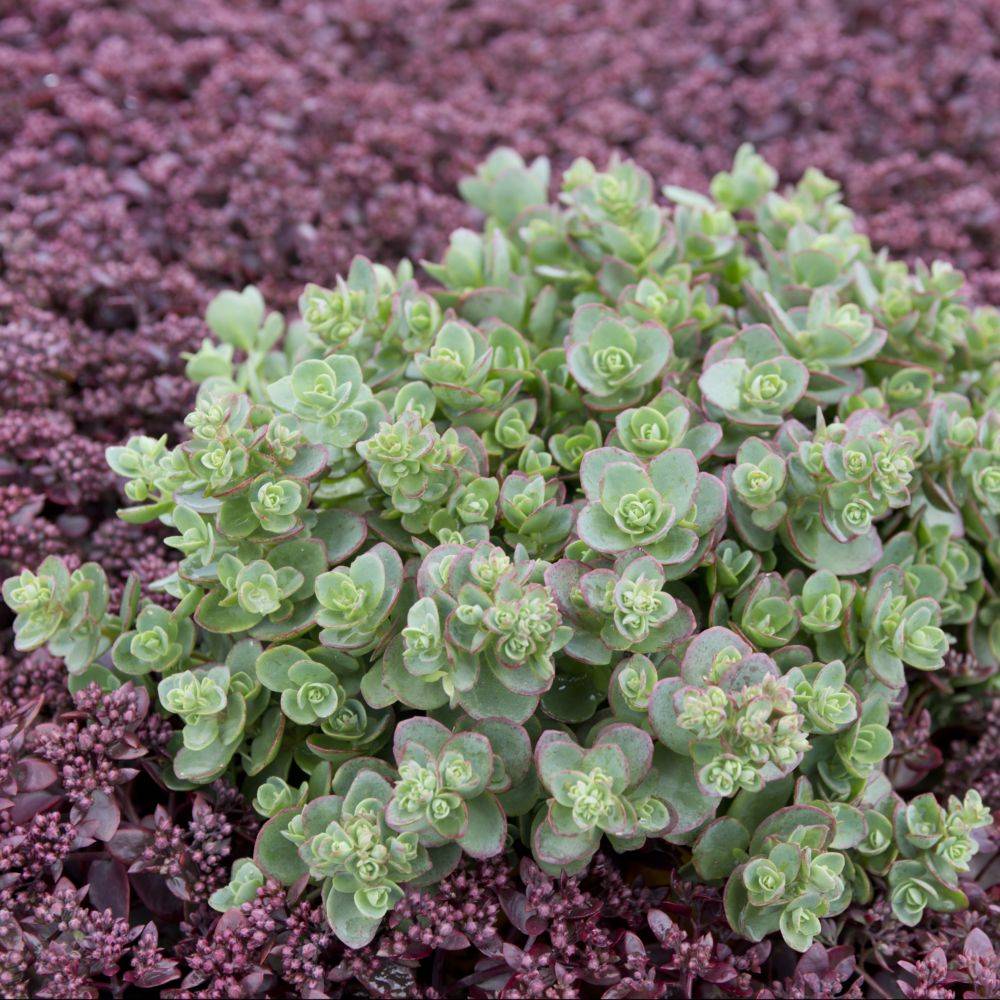 Sedum 'Sunsparker Lime Zinger' - Image 2