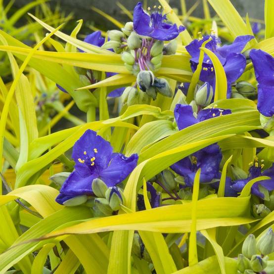 Tradescantia andersionana 'Sweet Kate' - Ephémère de Virginie - Image 1