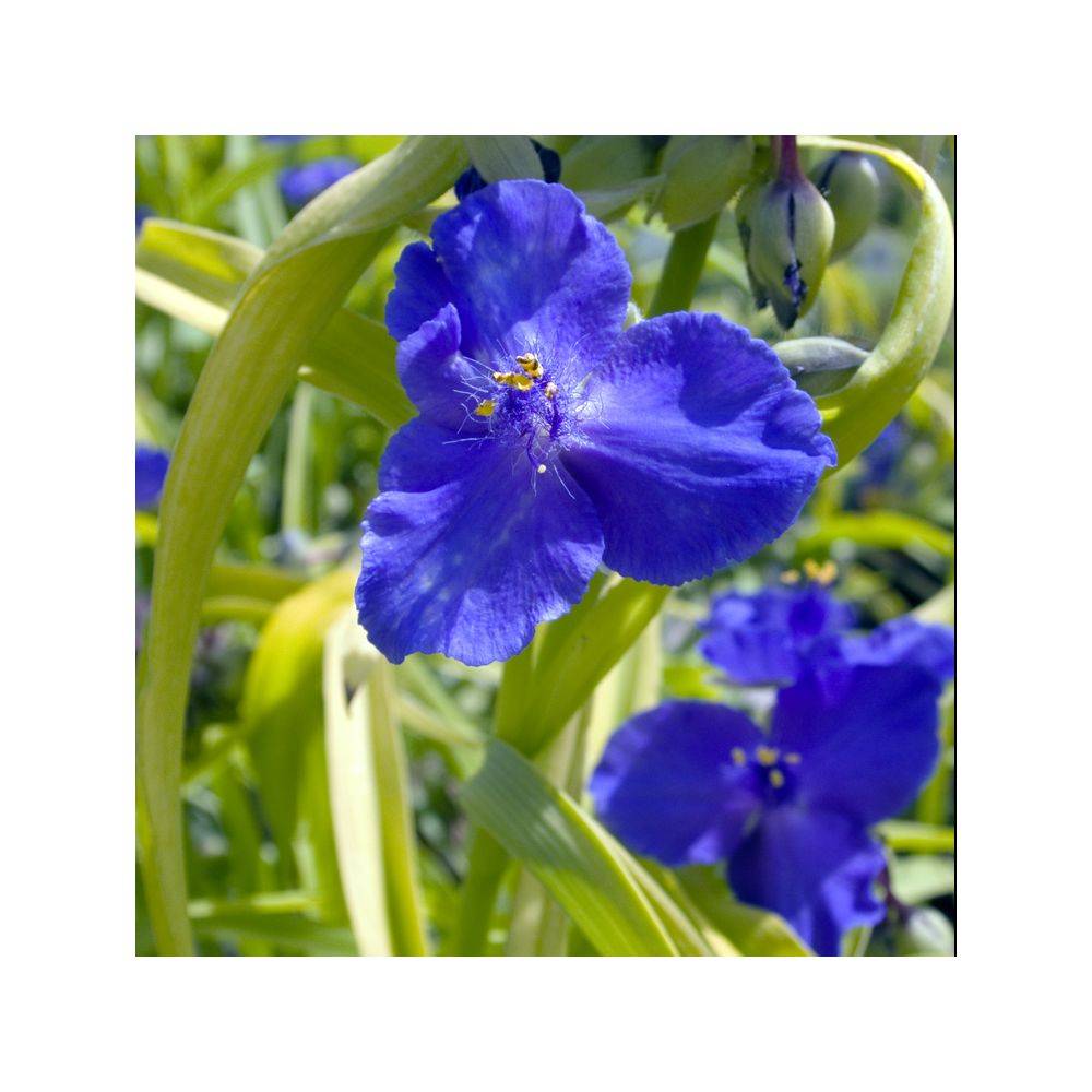 Tradescantia andersionana 'Sweet Kate' - Ephémère de Virginie - Image 4