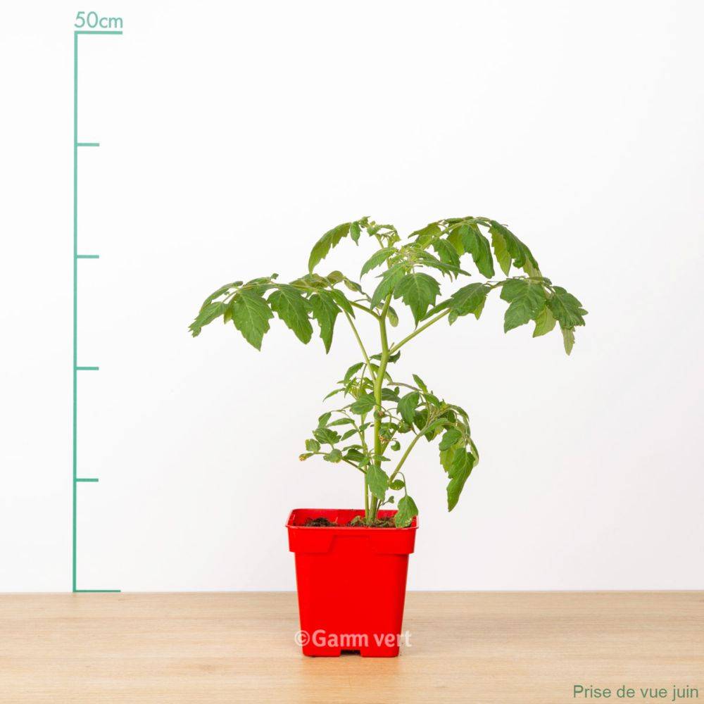 Tomate cerise 'Gold Nugget' - Image 2