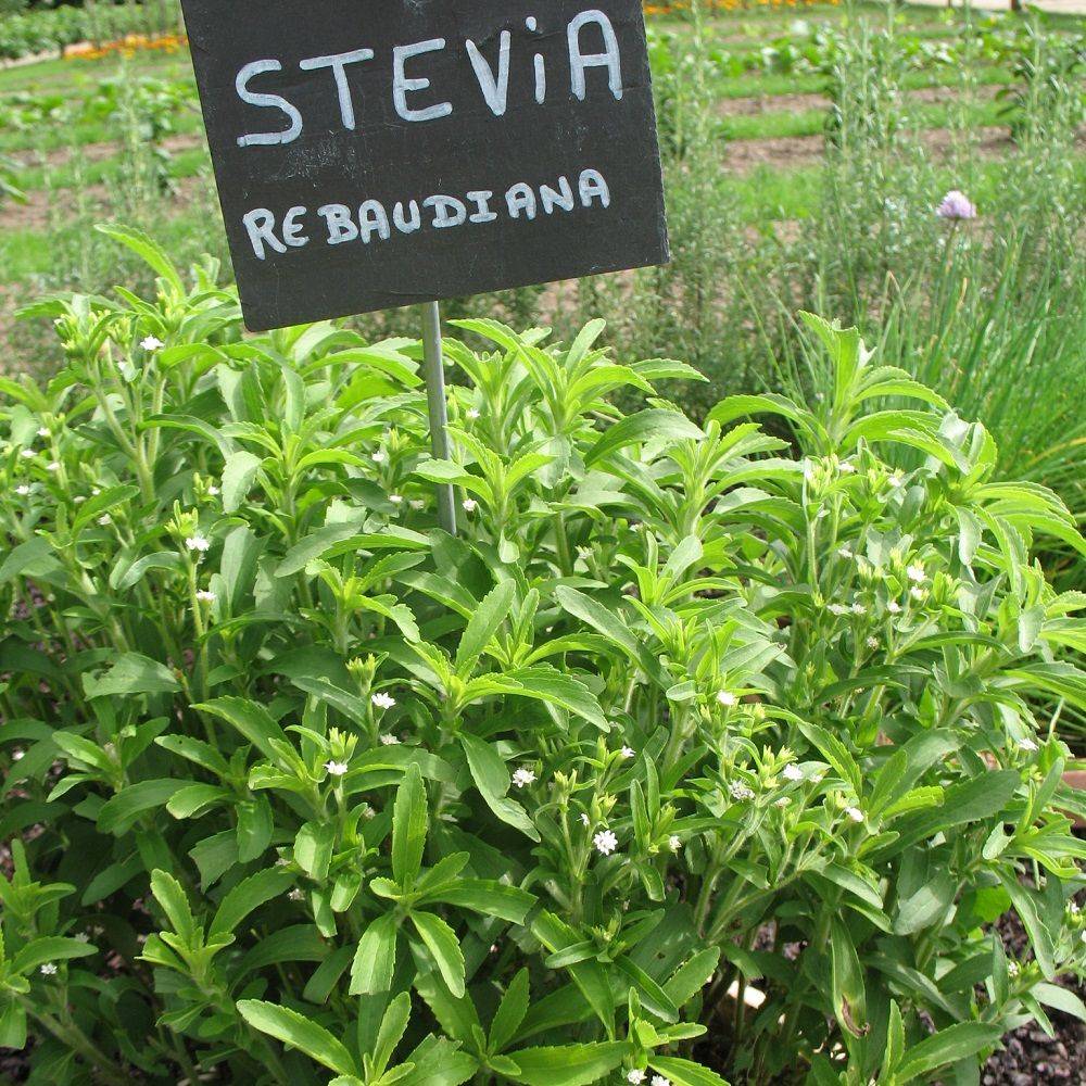 Stevia rebaudiana - Prêt à consommer - Image 6