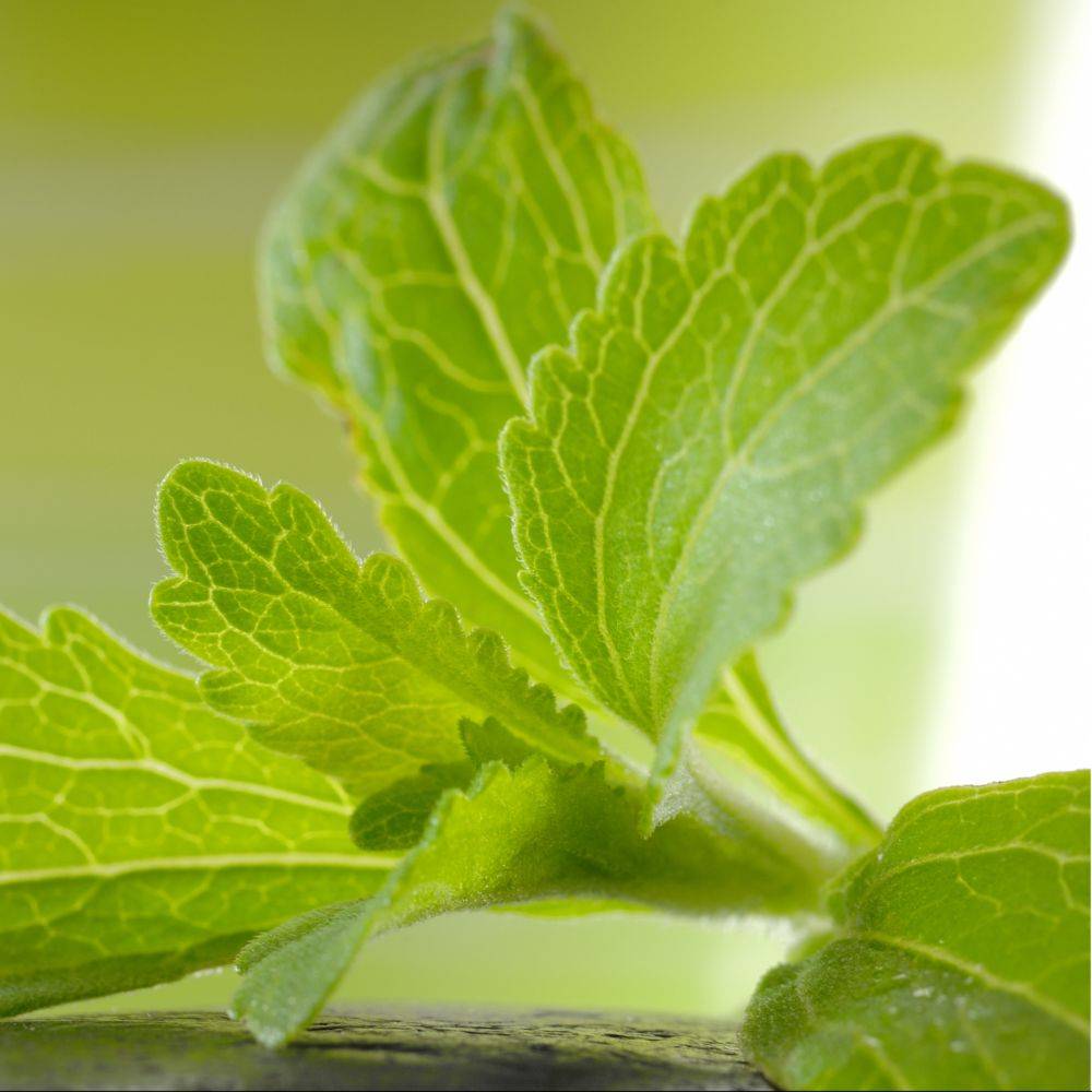 Stevia rebaudiana - Prêt à consommer - Image 4