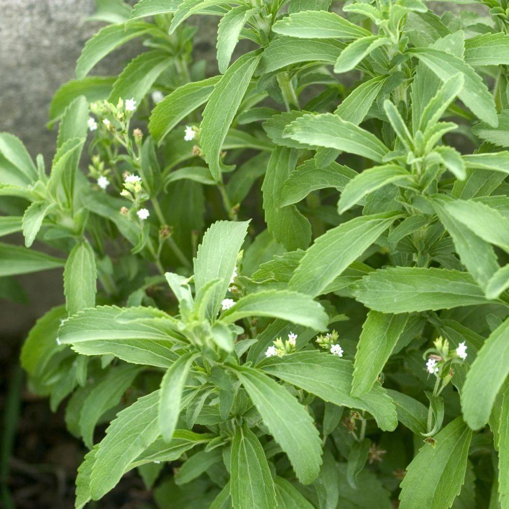 Stevia rebaudiana - Prêt à consommer - Image 7