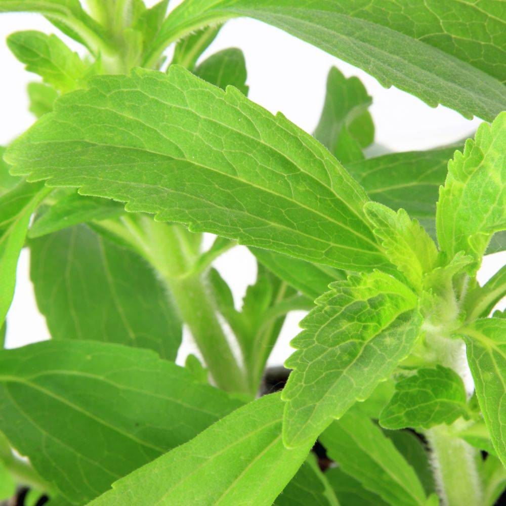 Stevia rebaudiana - Prêt à consommer - Image 14