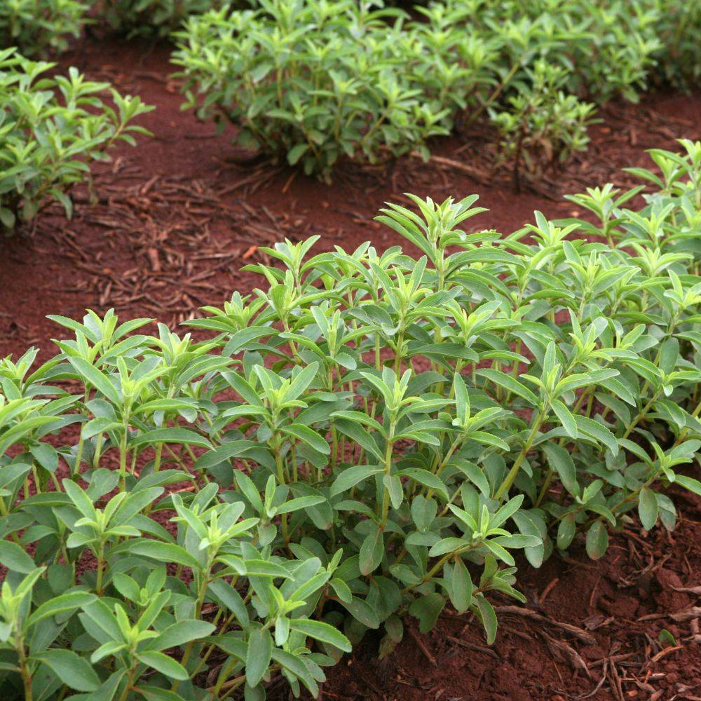Stevia rebaudiana - Prêt à consommer - Image 9