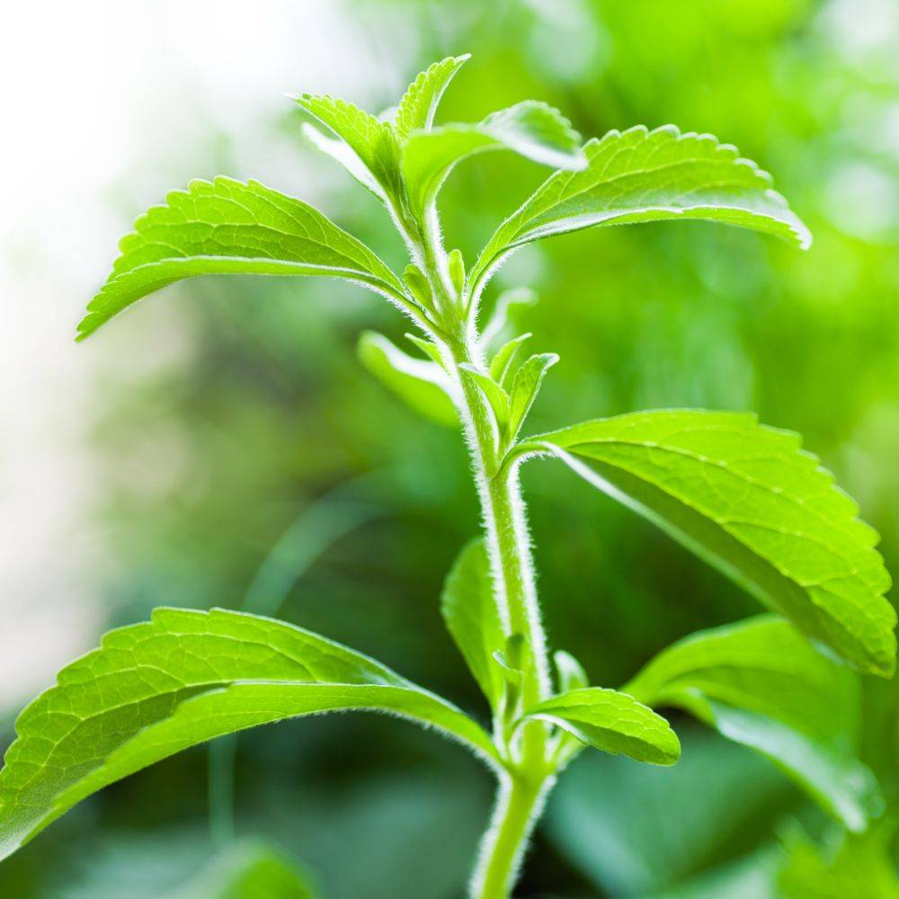 Stevia rebaudiana - Prêt à consommer - Image 10