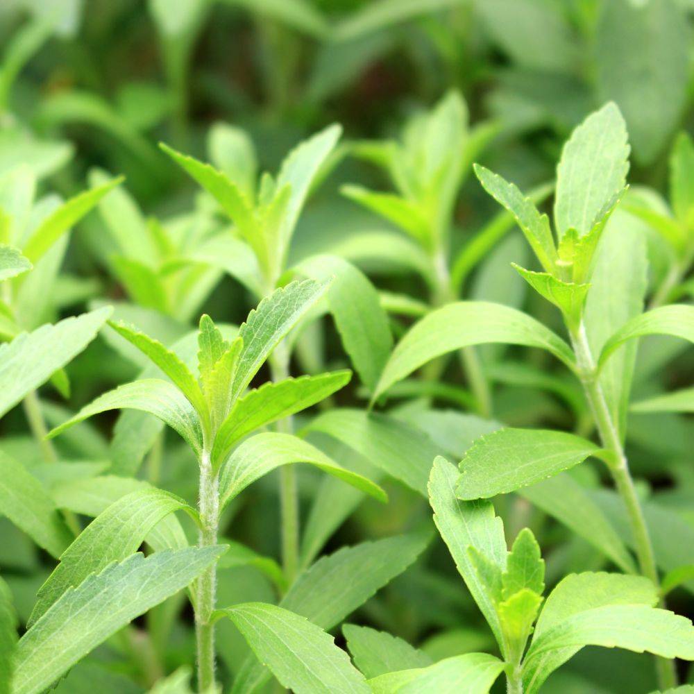 Stevia rebaudiana - Prêt à consommer - Image 12