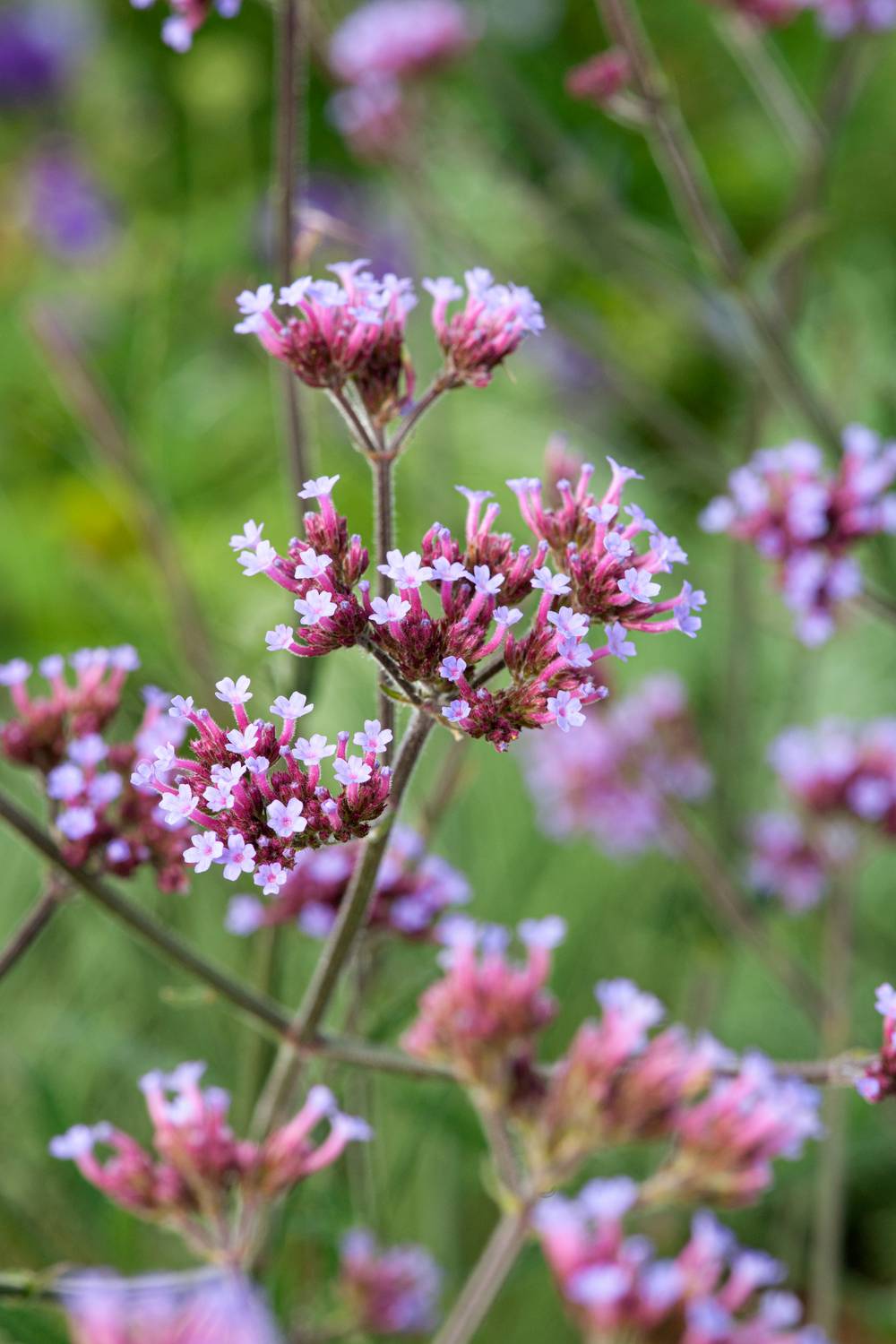 Verbena bonariensis 'Lollipop' - Théma: les mellifères - Verveine de Buenos Aires