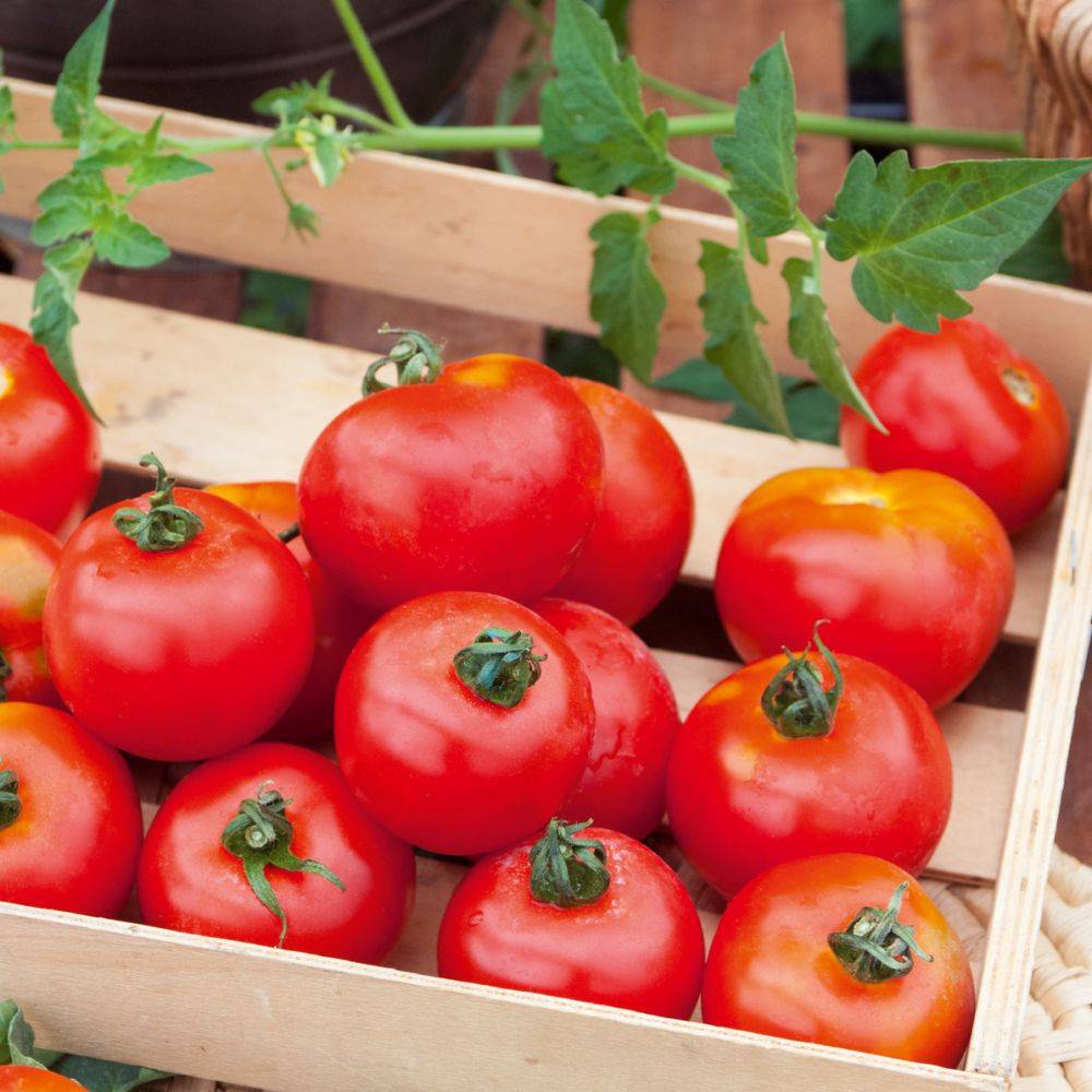 Tomate 'Fournaise'