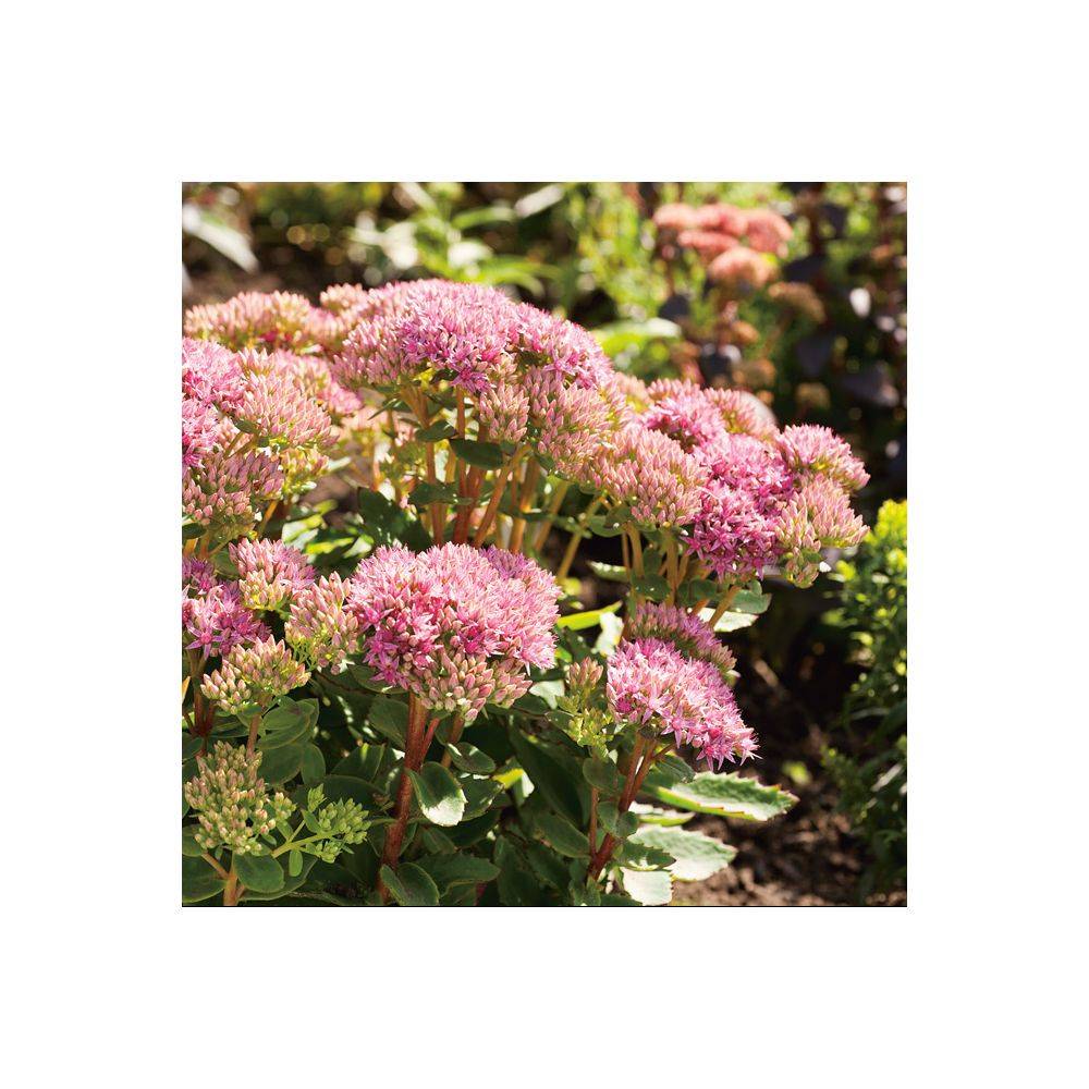 Sedum spectabile 'Carl' - Image 2