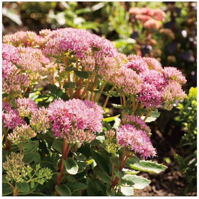 Sedum spectabile 'Carl' - Image 3