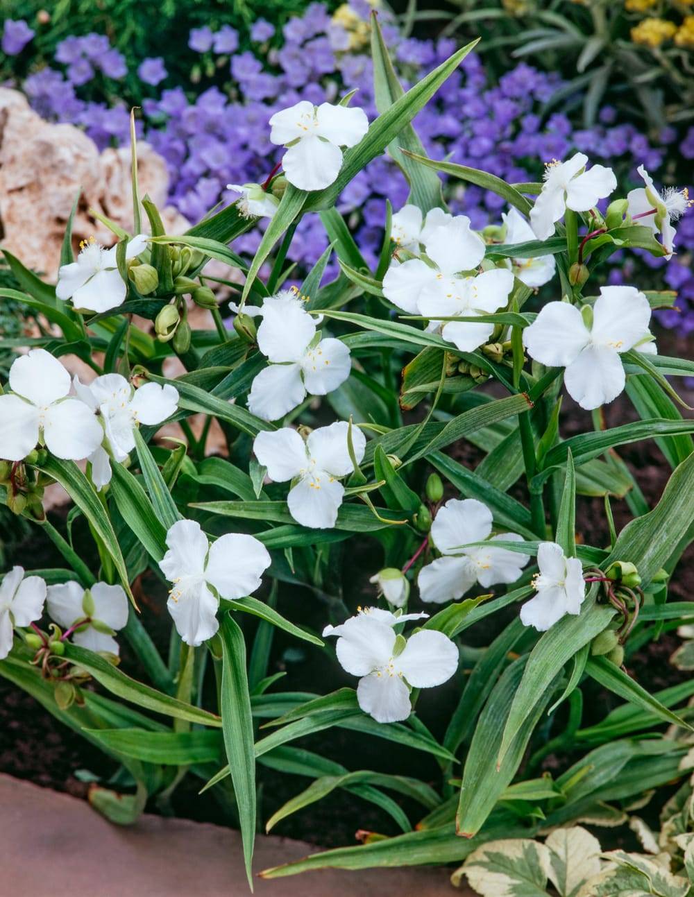 Tradescantia andersoniana assorti - Ephémère de Virginie
