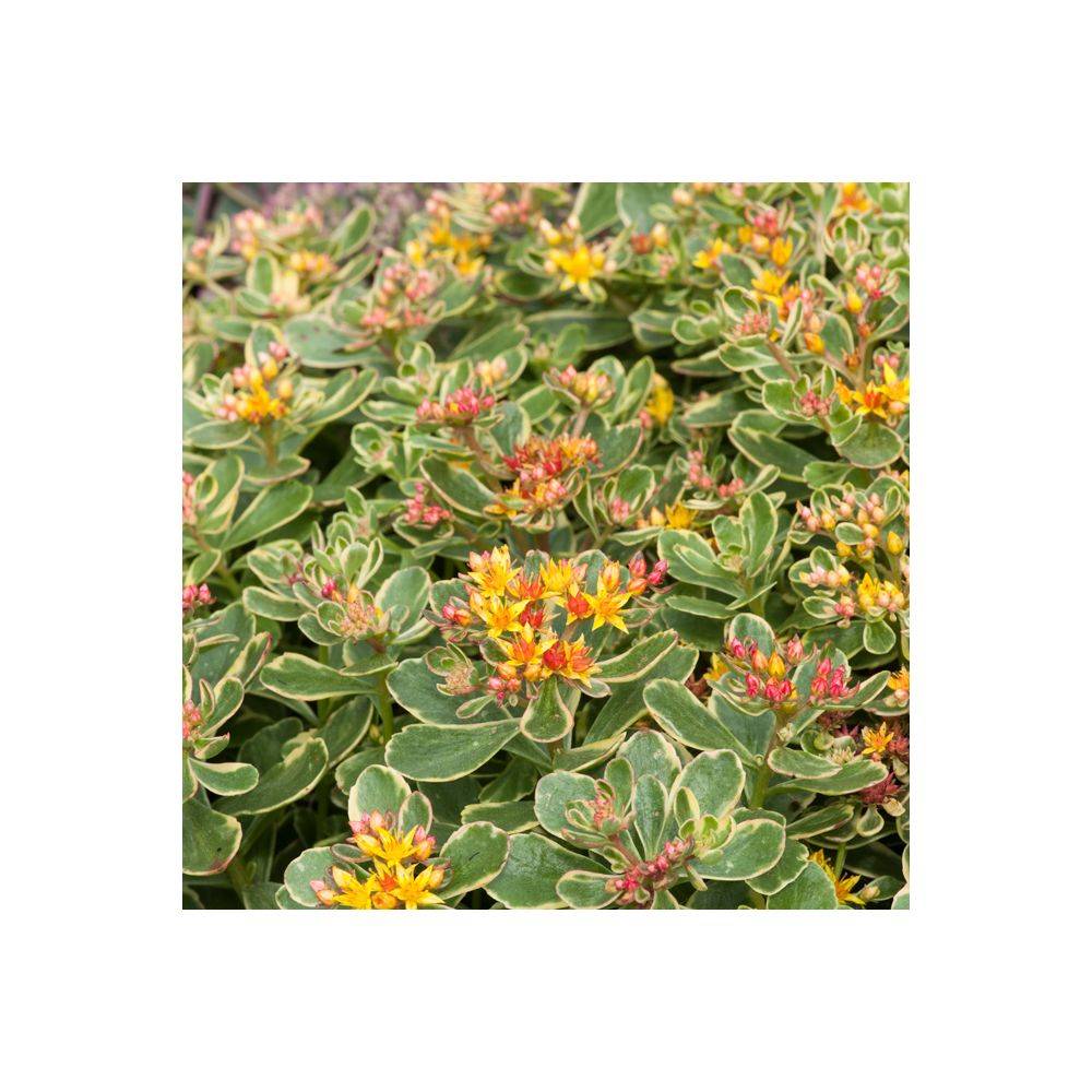 Sedum kamtschaticum 'Variegatum' - Théma: les écol'eau - Image 2