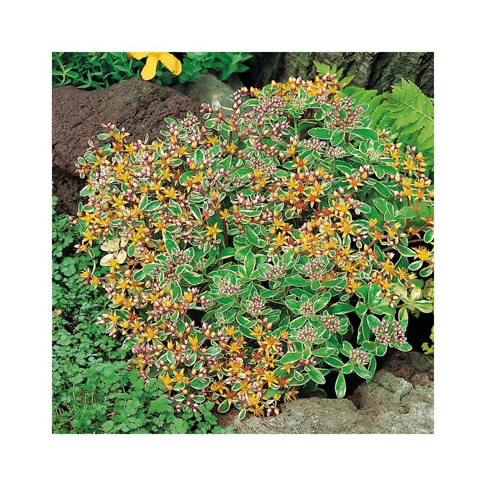Sedum kamtschaticum 'Variegatum' - Théma: les écol'eau - Image 1