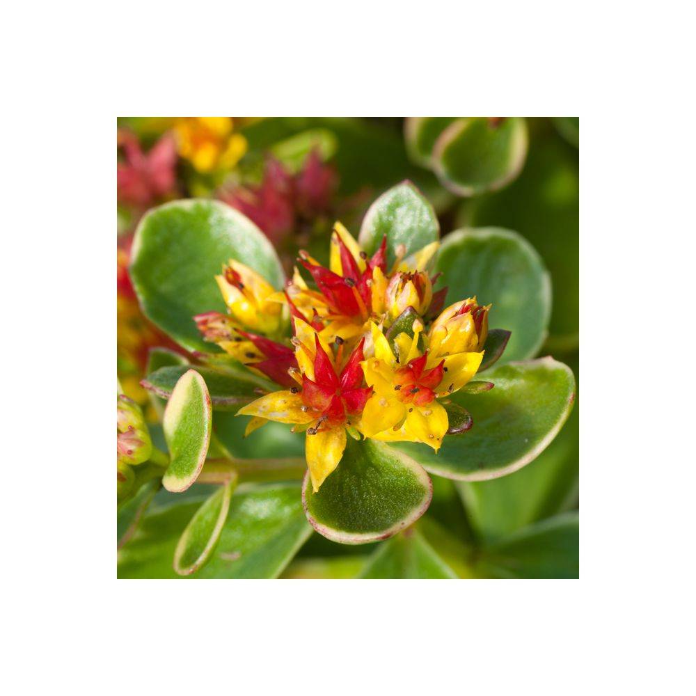 Sedum kamtschaticum 'Variegatum' - Théma: les écol'eau - Image 3