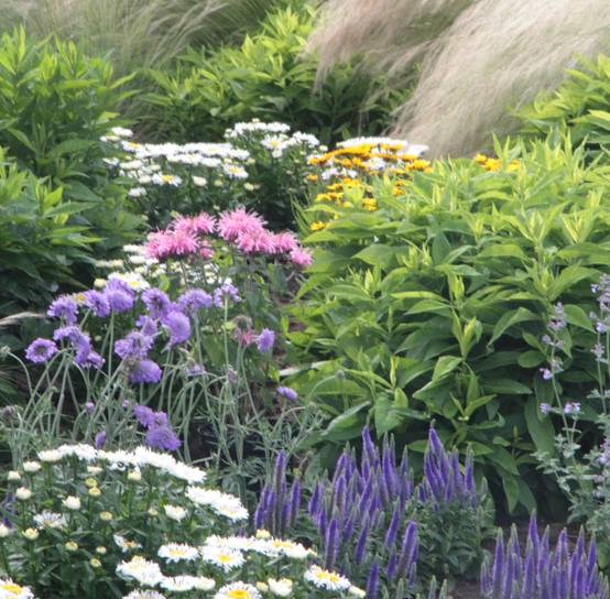 Veronica spicata 'Bubblegum Candles' - Véronique