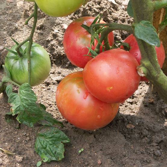 PHS_IVR_9071 - Image 3