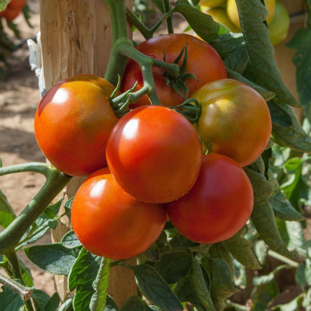 Tomate 'Montfavet'