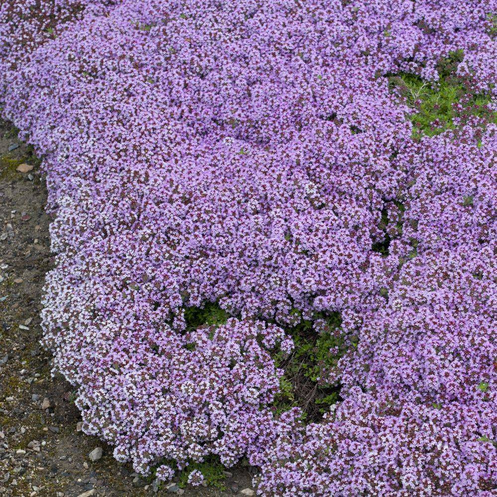Thym serpolet - Prêt à consommer - Image 6
