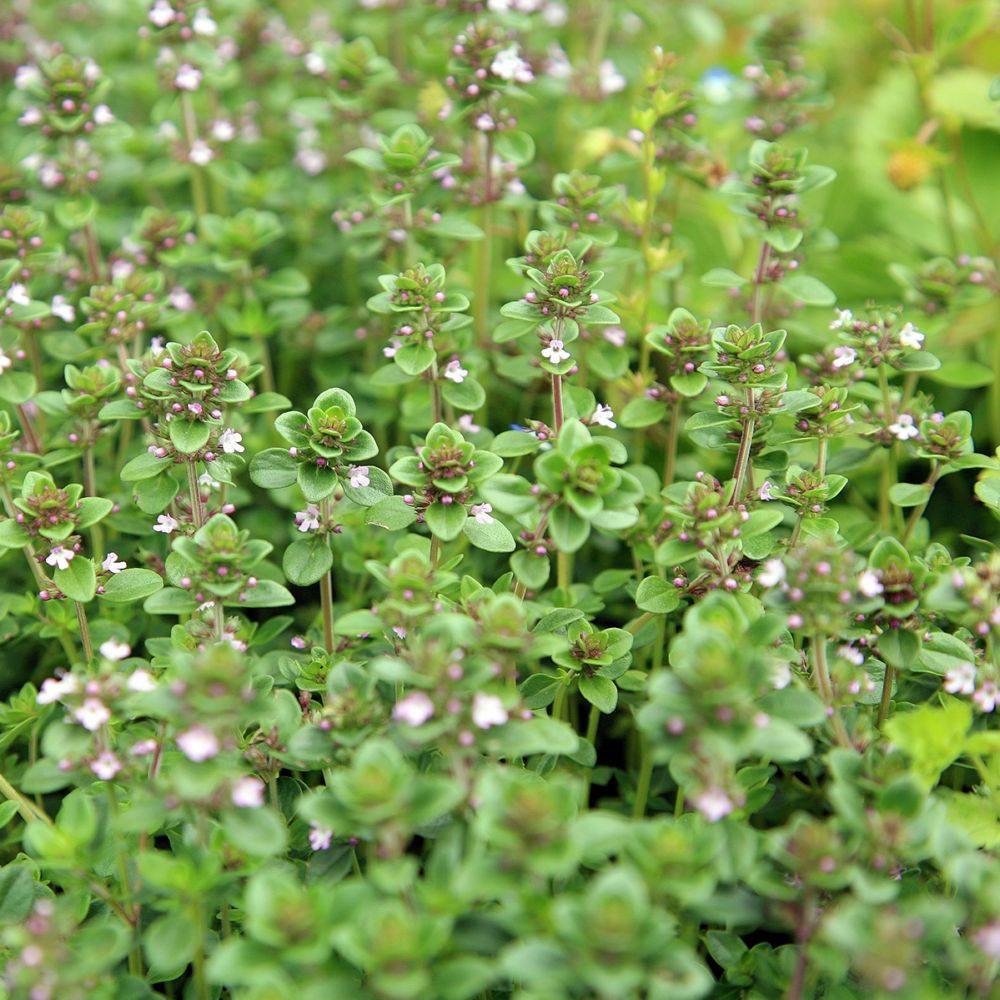 Thym serpolet - Prêt à consommer - Image 4