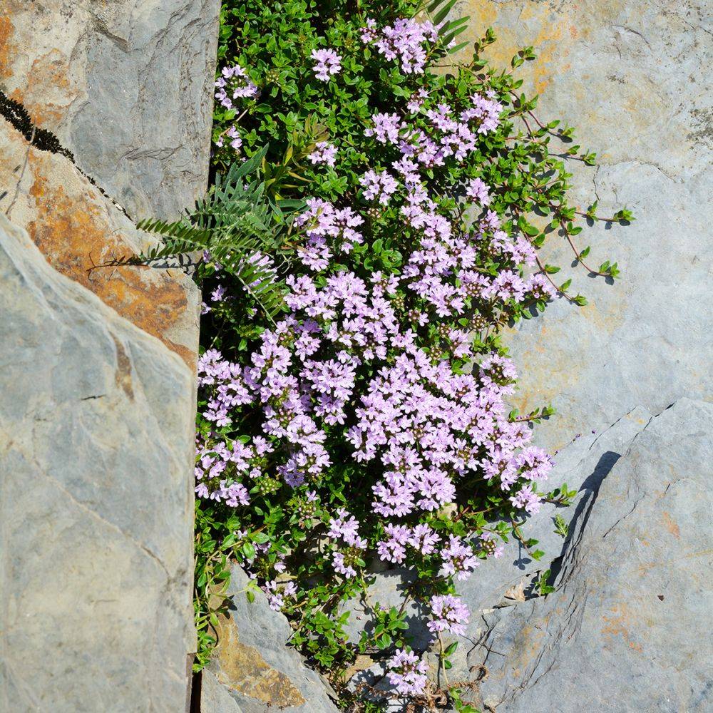 Thym serpolet - Prêt à consommer - Image 9