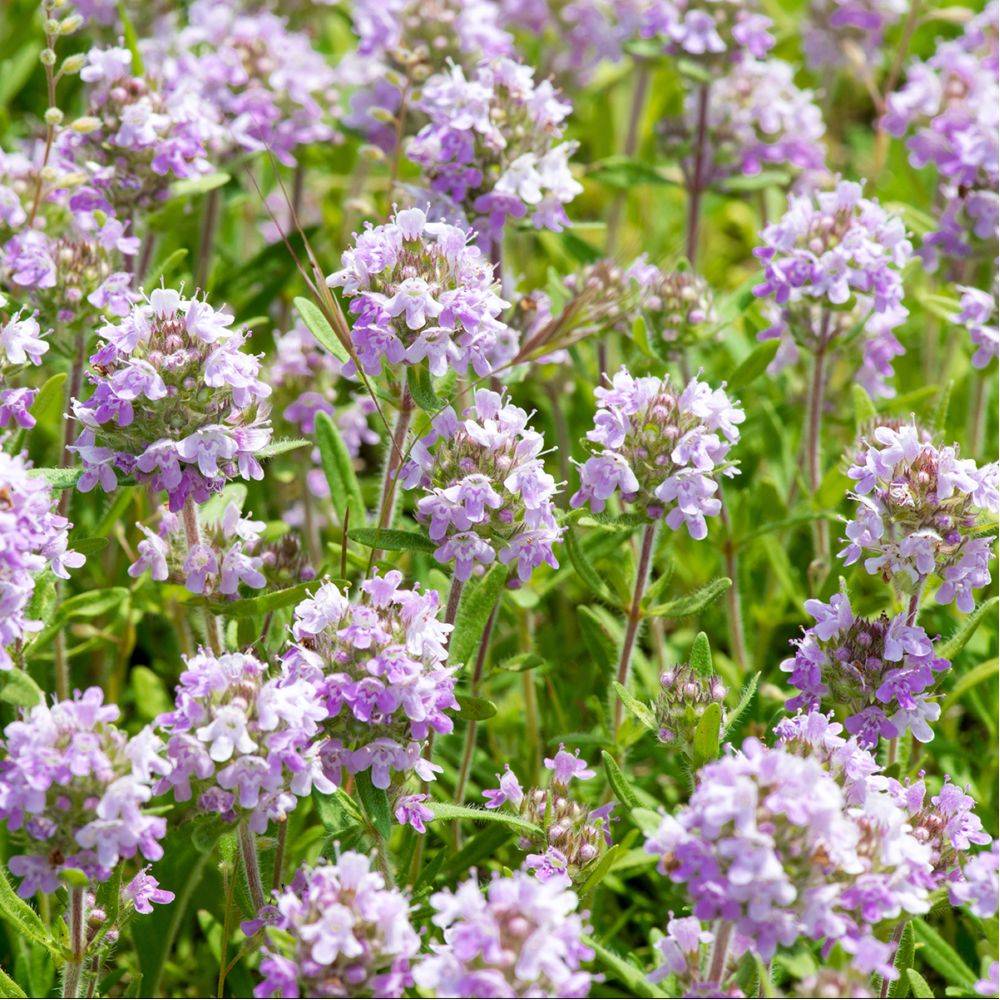 Thym serpolet - Prêt à consommer - Image 22