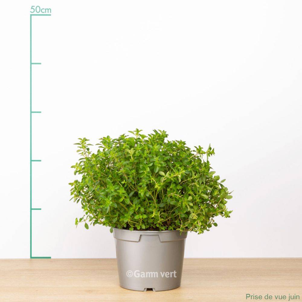 Thym serpolet - Prêt à consommer - Image 20