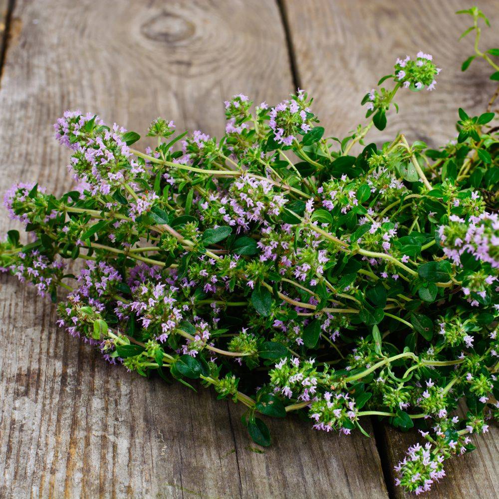 Thym serpolet - Prêt à consommer - Image 19