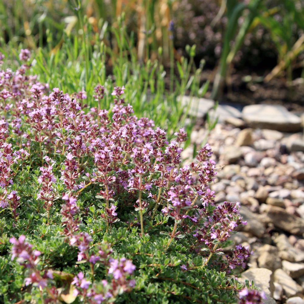 Thym serpolet - Prêt à consommer - Image 21