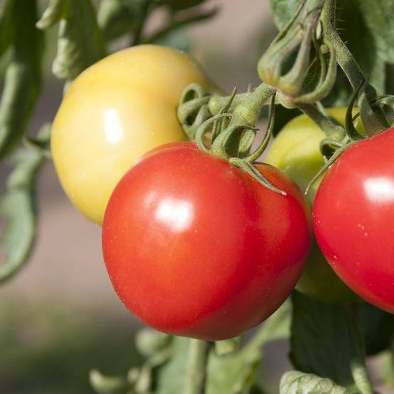 Tomate 'Maestria' - Image 1