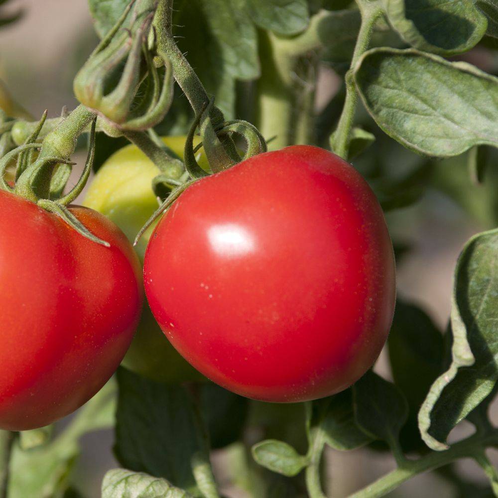 Tomate 'Maestria' - Image 3